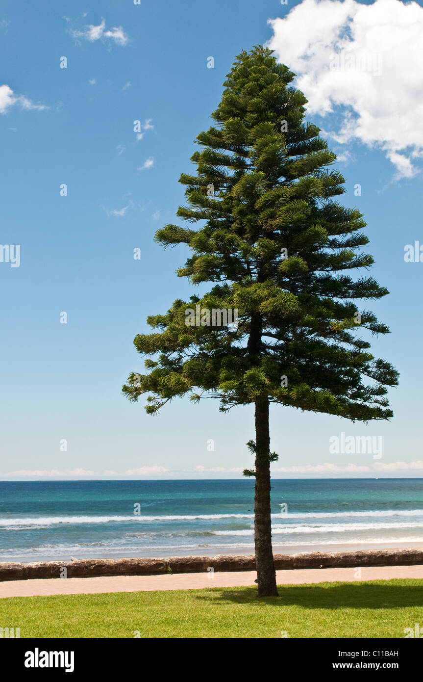 Norfolk-Tanne, Manly Beach, Sydney, Australien Stockfoto