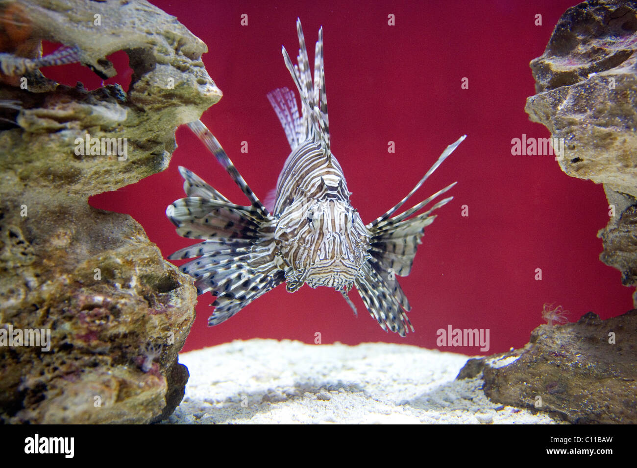 Teufel Firefish in Kapstadt Aquarium Stockfoto