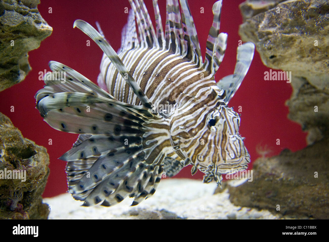Teufel Firefish in Kapstadt Aquarium Stockfoto