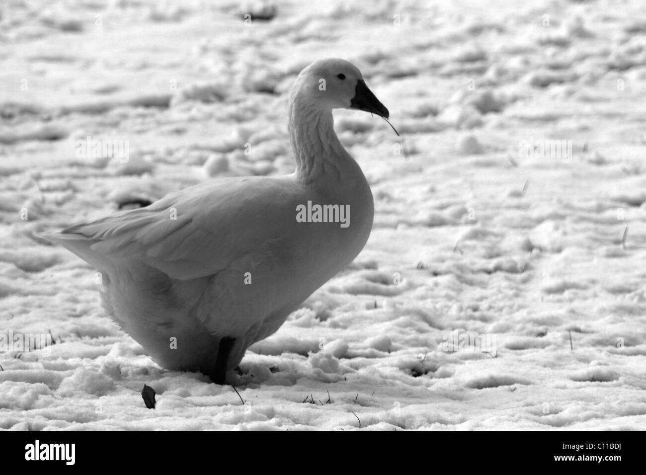 Wallonie, Maredsous, Belgien Stockfoto