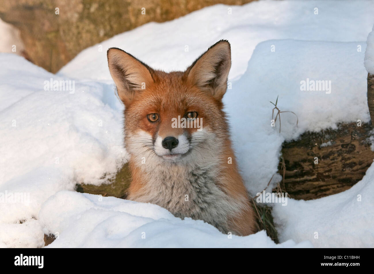 Rotfuchs (Vulpes Vulpes) in seiner Burrow im Schnee, Knuell Wildlife Park, Homberg, Hessen, Norddeutschland, Europa Stockfoto