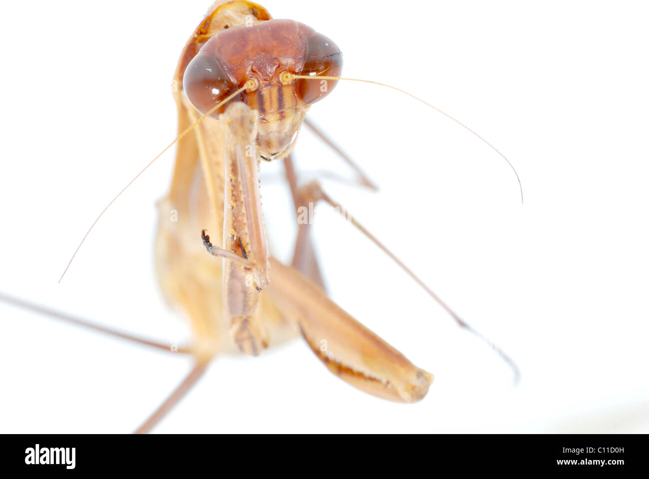 Praying Mantis Bug Insekt isoliert Stockfoto