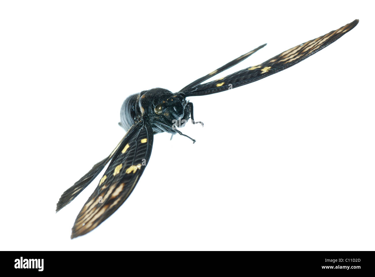 fliegen Insektenschutz Zikade Fehler isoliert Stockfoto