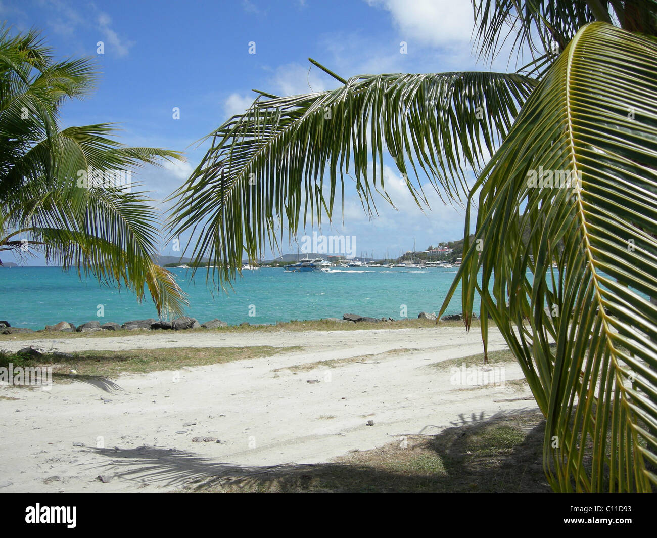 Palmen in Tortola, West Indies Stockfoto