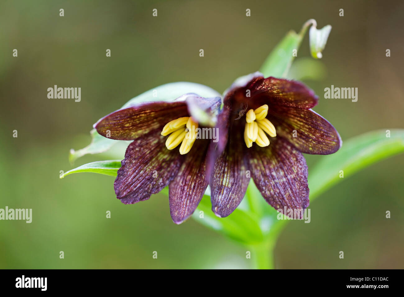 Kamtschatka Fritillary (Fritillaria Camschatcensis) Stockfoto