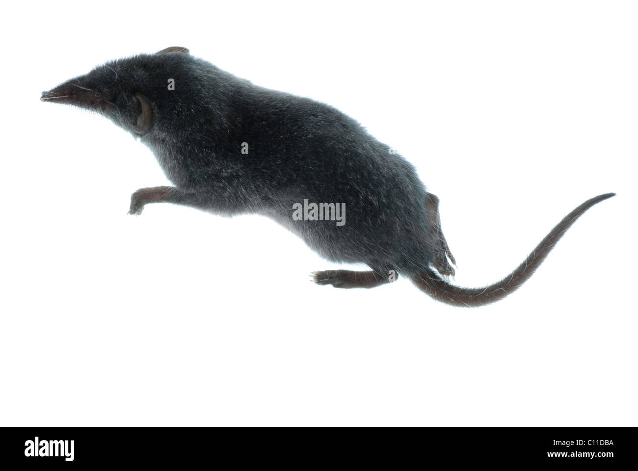 Säugetier Tier Spitzmaus Ratte Stockfoto