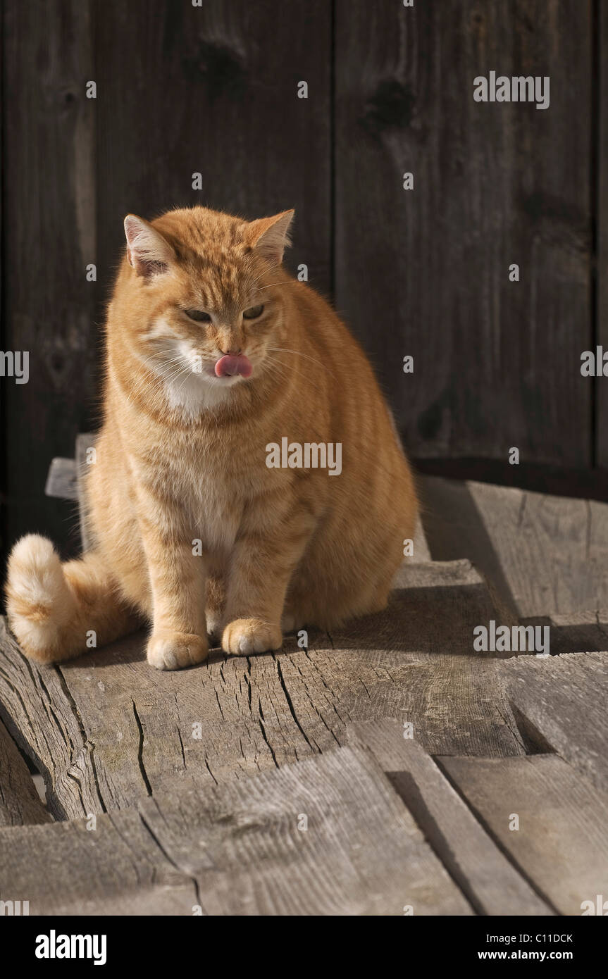 Große rote Tabby Hauskatze (Felis Silvestris) sitzt auf Brettern und lecken Maul Stockfoto