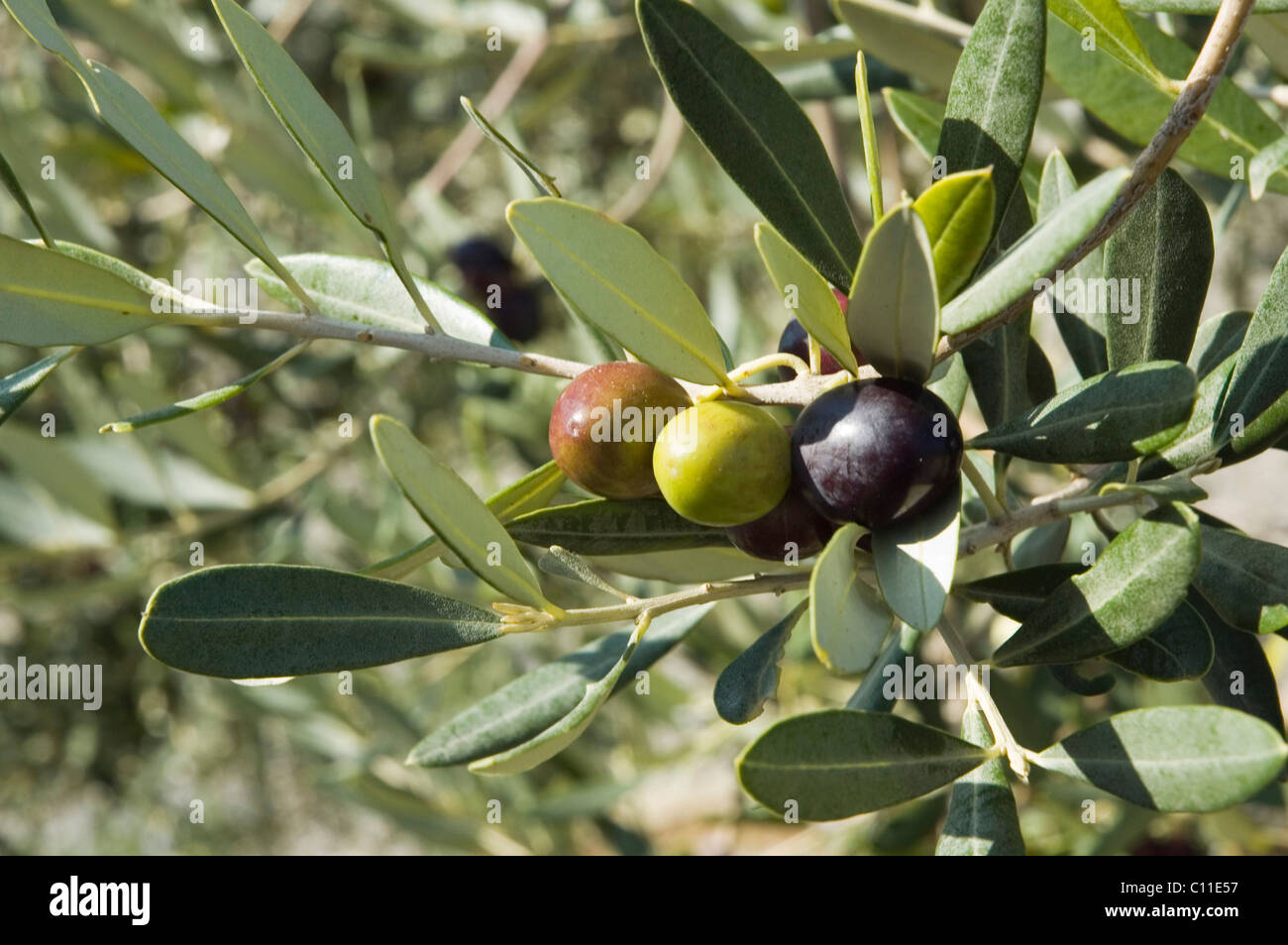 Oliven auf einem Baum, Massa Marittima-Valpiana, Toskana, Italien, Europa Stockfoto