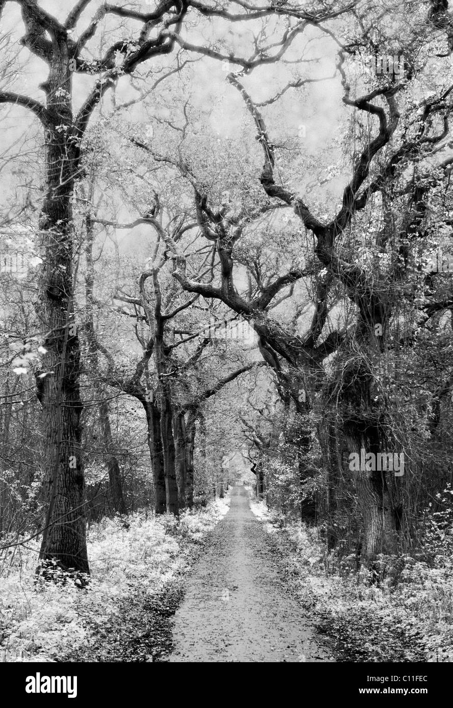 Einem geheimnisvollen Wald, eingefangen in der Infrarot-Fotografie. Stockfoto