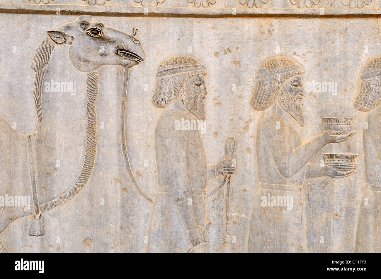 Basrelief mit Kamel auf der Apadana Palast an die Achämeniden archäologische Stätte von Persepolis, UNESCO-Weltkulturerbe Stockfoto