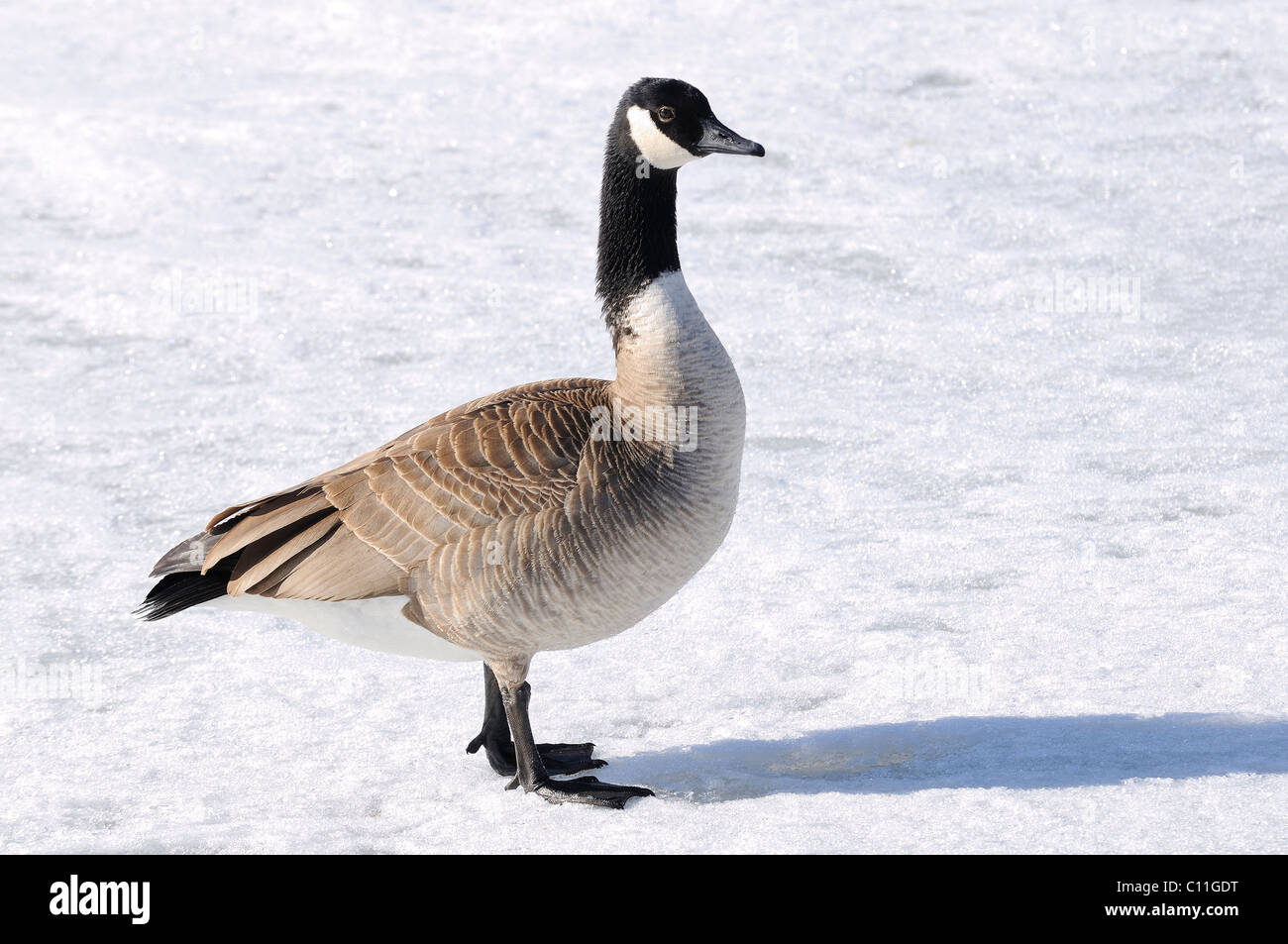 Weibliche Kanadische Gans auf zugefrorenen Seebett. Stockfoto