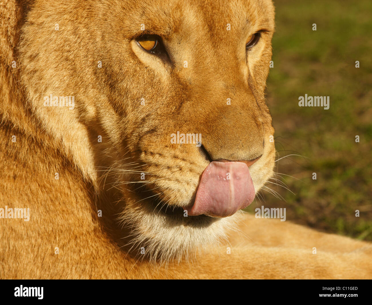 Porträt eines weiblichen Löwen leckt ihre Nase hautnah Stockfoto