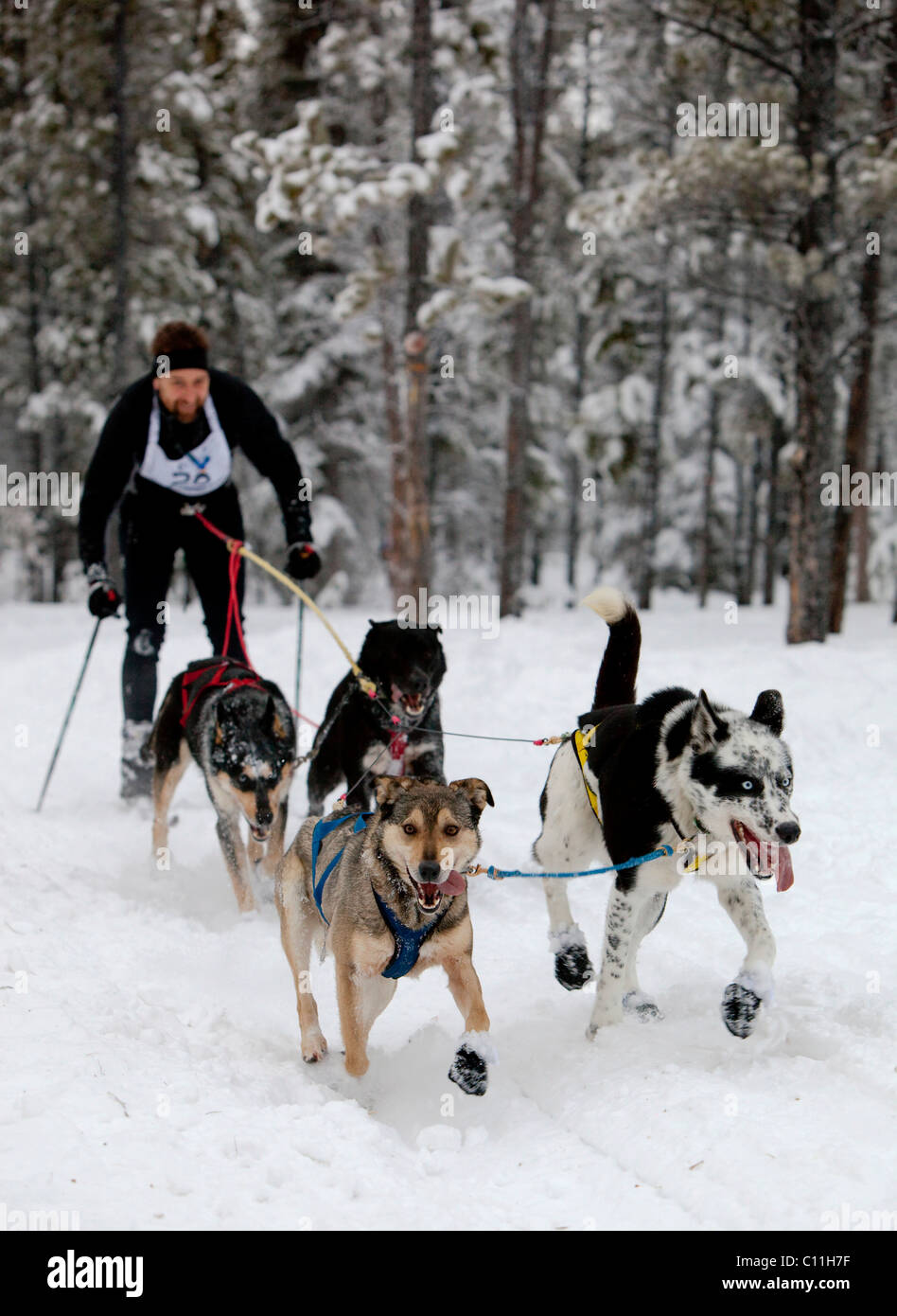 Mann Skijöring, Schlittenhunde ziehen Langläufer, dog Sport, Alaskan Huskies, Carbon Hill Schlittenhunderennen, Mt. Lorne Stockfoto