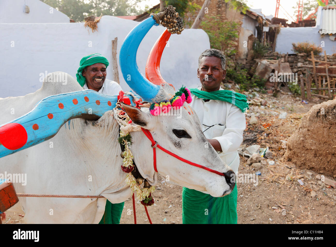 Weißen Ochsen mit bunten Hörnern, Tamil Nadu, Tamil Nadu, Südindien, Indien, Südasien, Asien Stockfoto