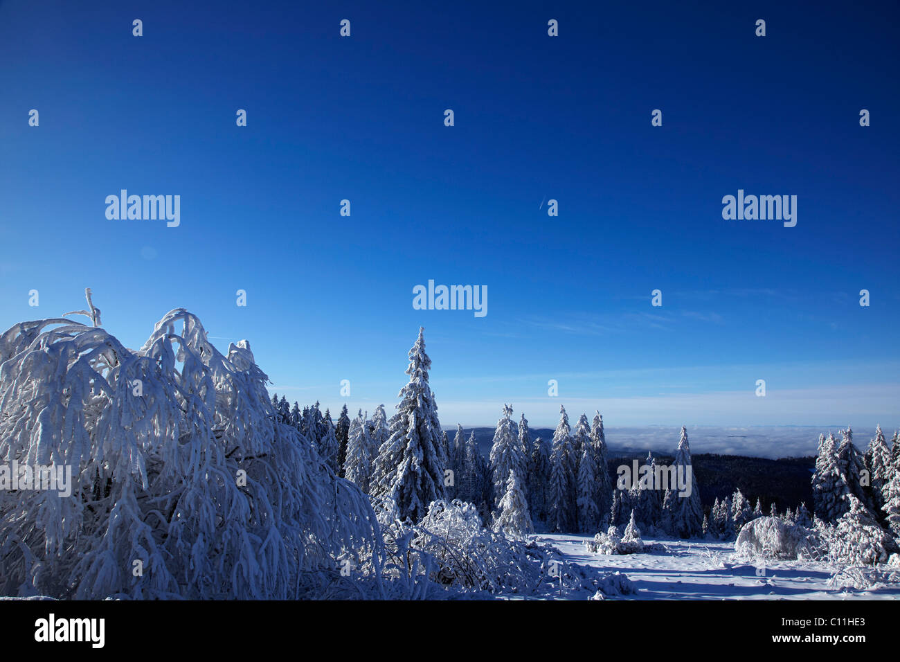 Verschneite Tannen Bäume inmitten einer verschneiten Landschaft, winter, Schwarzwald, Baden-Württemberg, Deutschland, Europa Stockfoto
