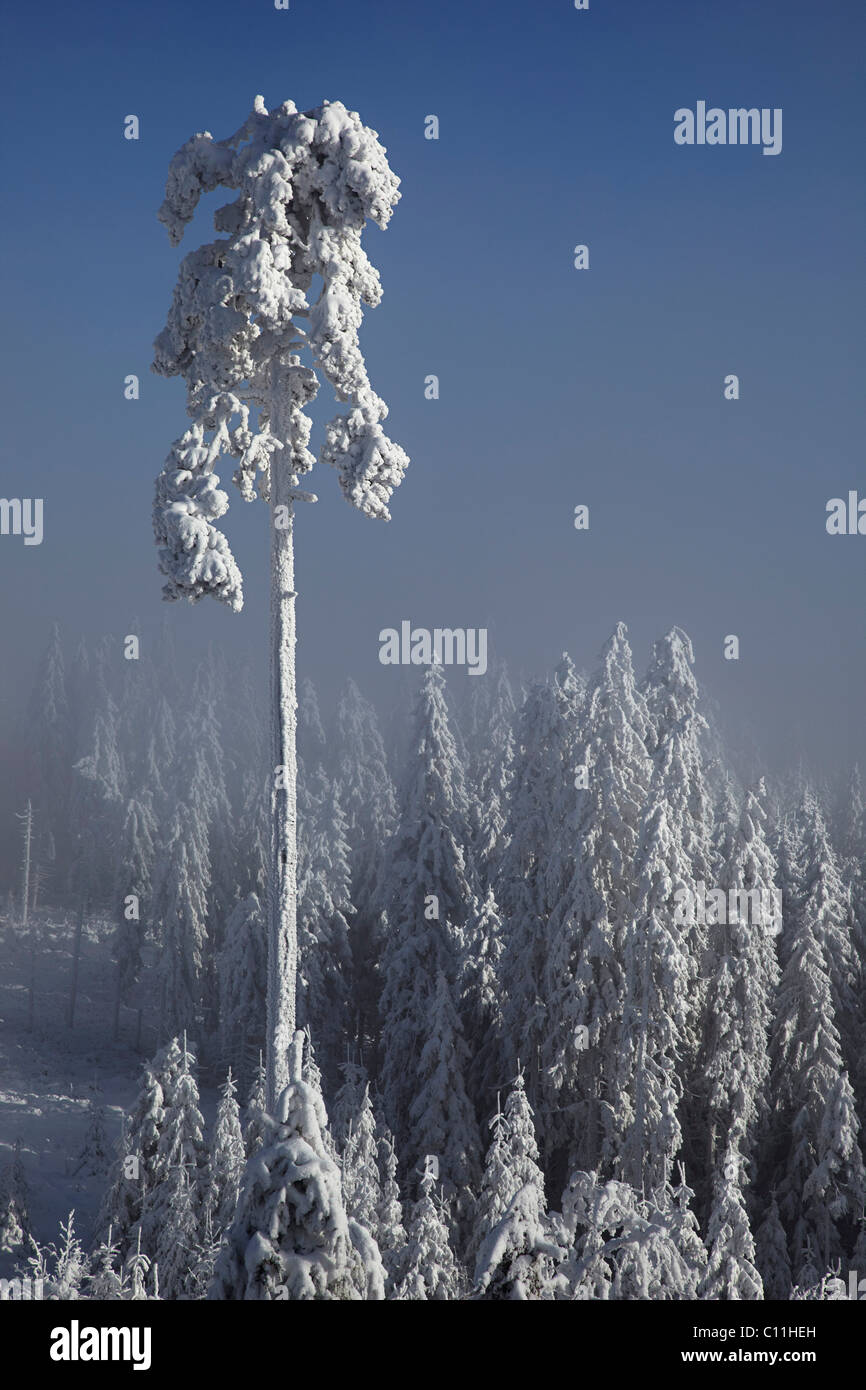 Verschneiten und vereisten Ästen, Winter, Schwarzwald, Baden-Württemberg, Deutschland, Europa Stockfoto