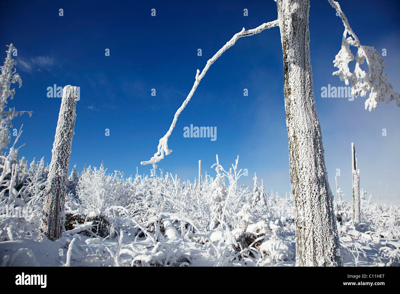Verschneiten und vereisten Baumstamm, Winter, Schwarzwald, Baden-Württemberg, Deutschland, Europa Stockfoto