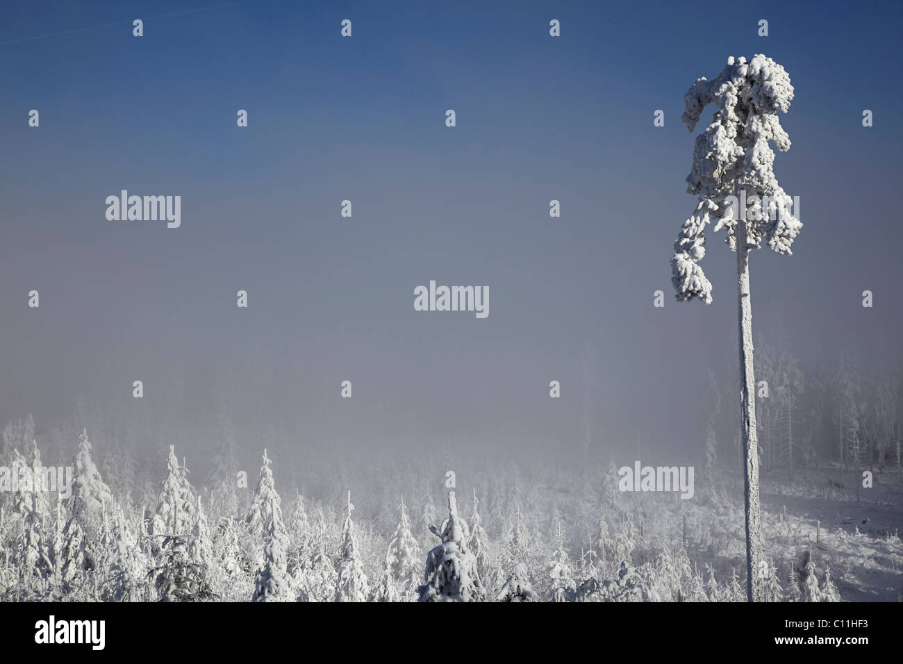Verschneiten und vereisten Bäume, Winter, Schwarzwald, Baden-Württemberg, Deutschland, Europa Stockfoto