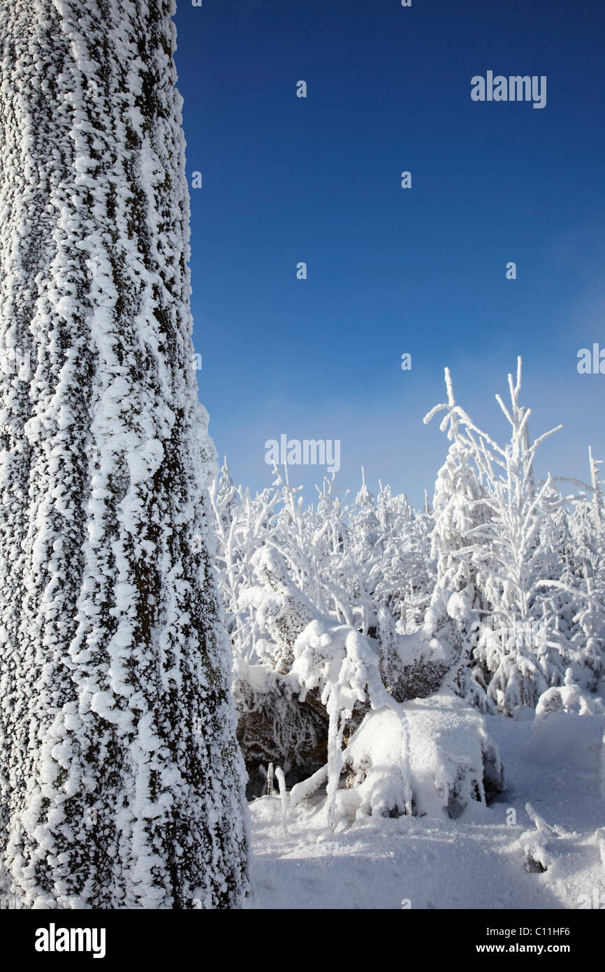 Verschneiten und vereisten Baumstamm, Winter, Schwarzwald, Baden-Württemberg, Deutschland, Europa Stockfoto