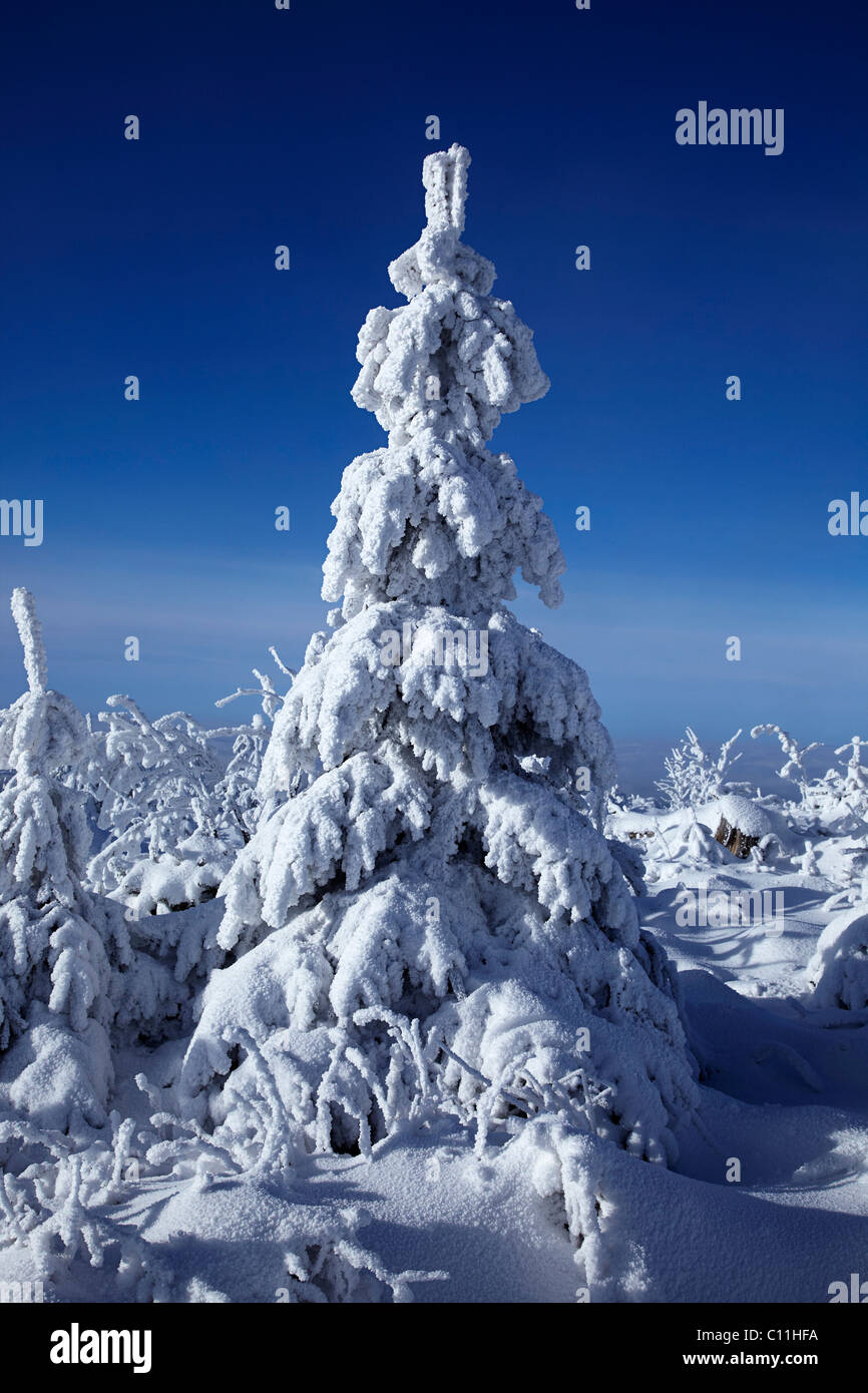 Verschneite Tanne inmitten einer verschneiten Landschaft, Winter, Schwarzwald, Baden-Württemberg, Deutschland, Europa Stockfoto