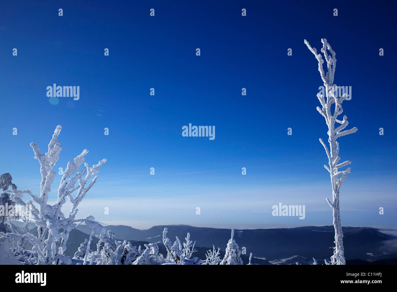Verschneiten und vereisten Bäume, Winter, Schwarzwald, Baden-Württemberg, Deutschland, Europa Stockfoto