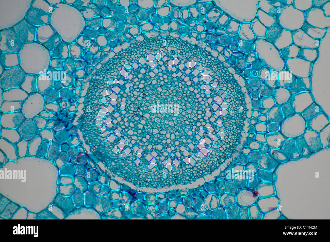 Stuten tail TS Hippuris Vulgaris, Hellfeld Mikrophotographie, Centarl Bereich Stockfoto