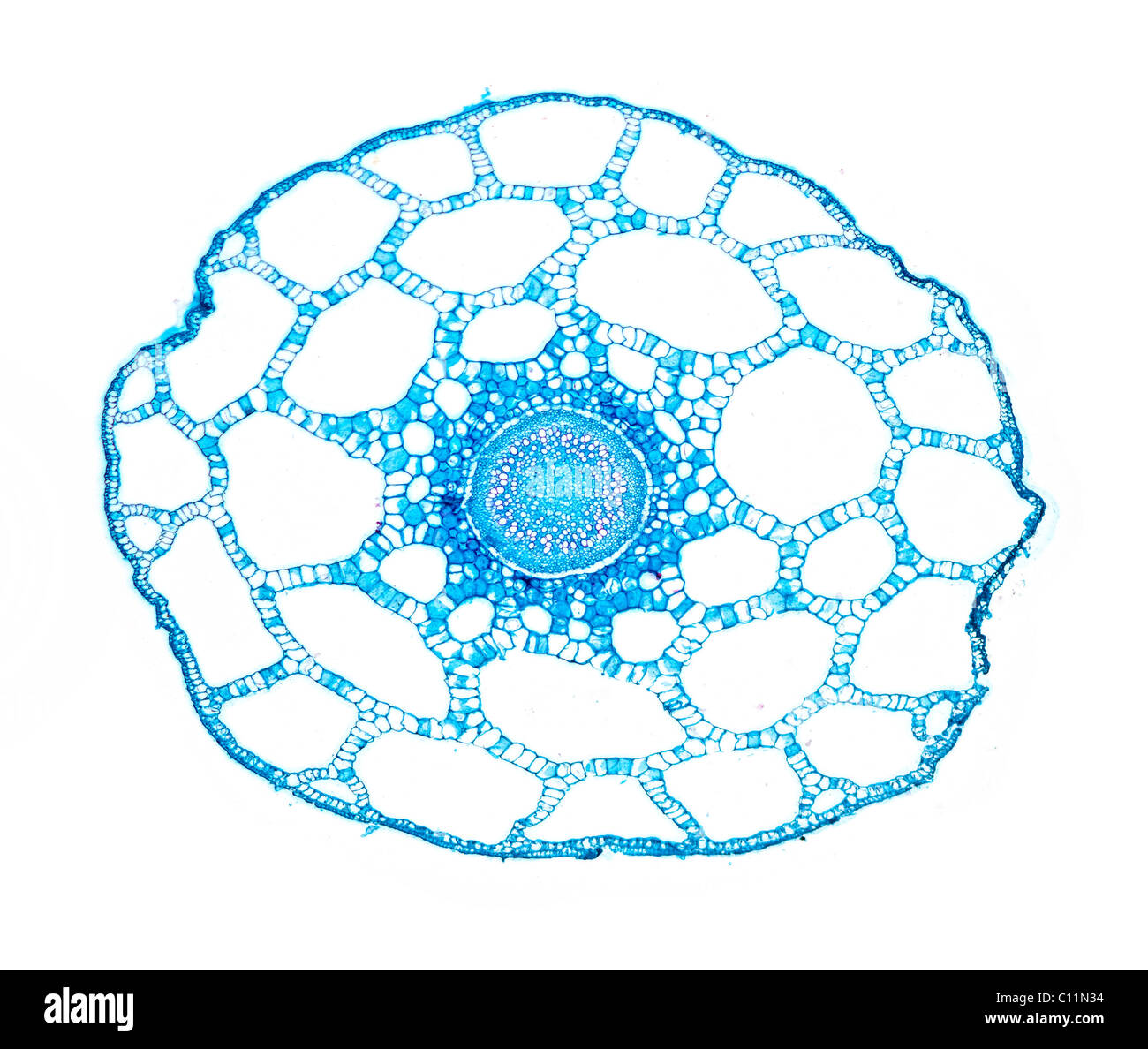 Stuten tail TS Hippuris Vulgaris, Hellfeld Mikrophotographie Stockfoto