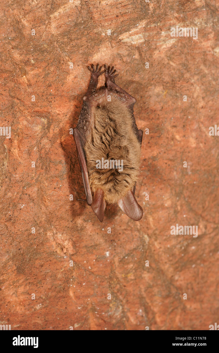 Bechstein Fledermaus (Myotis Bechsteinii) während des Winterschlafs Stockfoto