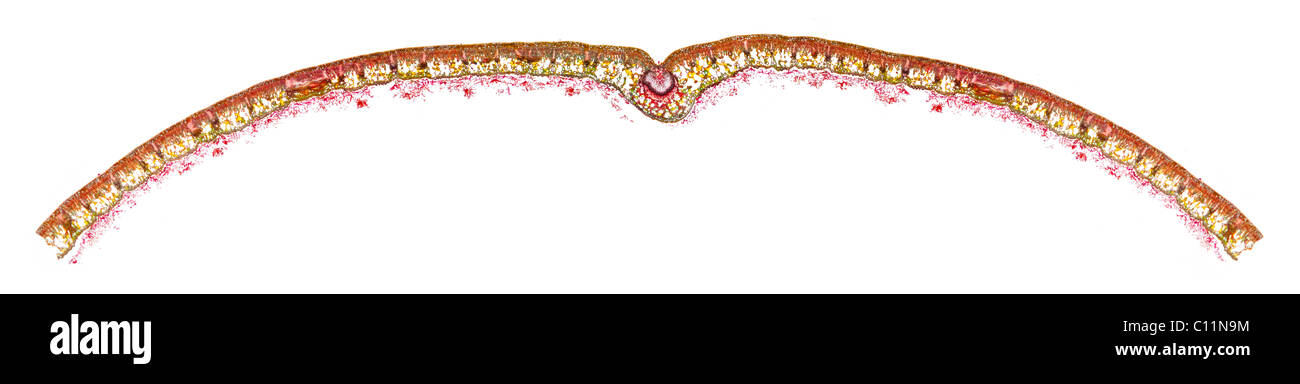 Hellfeld Mikrophotographie von ein Rhododendron Blatt T.S Zentralvene Struktur Stockfoto