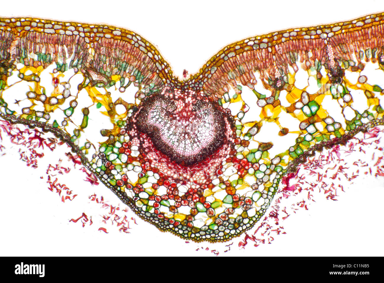 Hellfeld Mikrophotographie von ein Rhododendron Blatt T.S Zentralvene Struktur Stockfoto