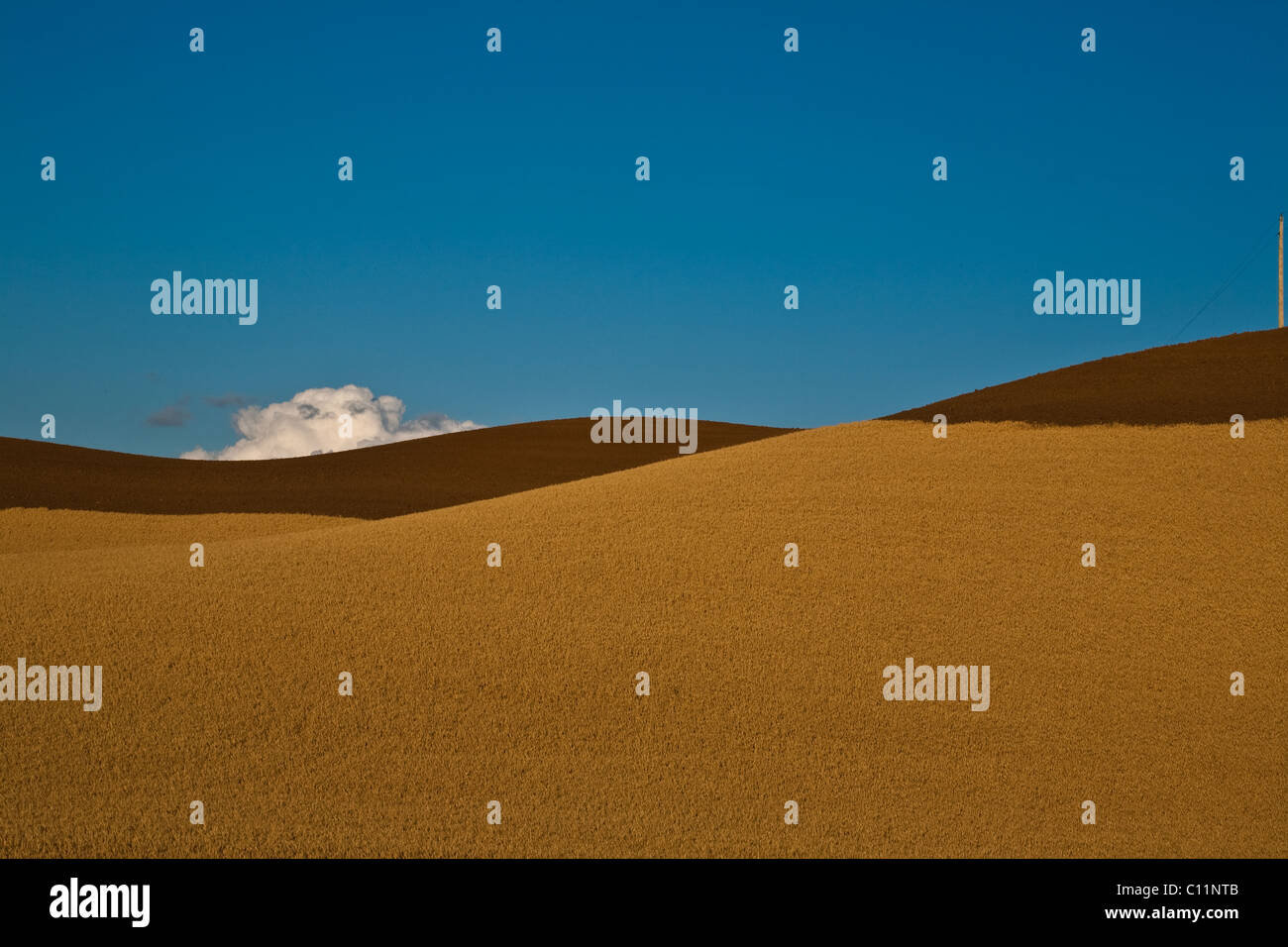 Künstlerische Interpretation der landwirtschaftlichen Flächen in der Palouse Region des Staates Washington Stockfoto