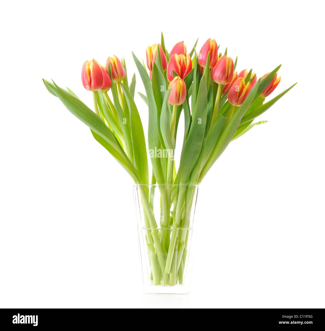 Reihe von Tulpen (Tulipa) Stockfoto