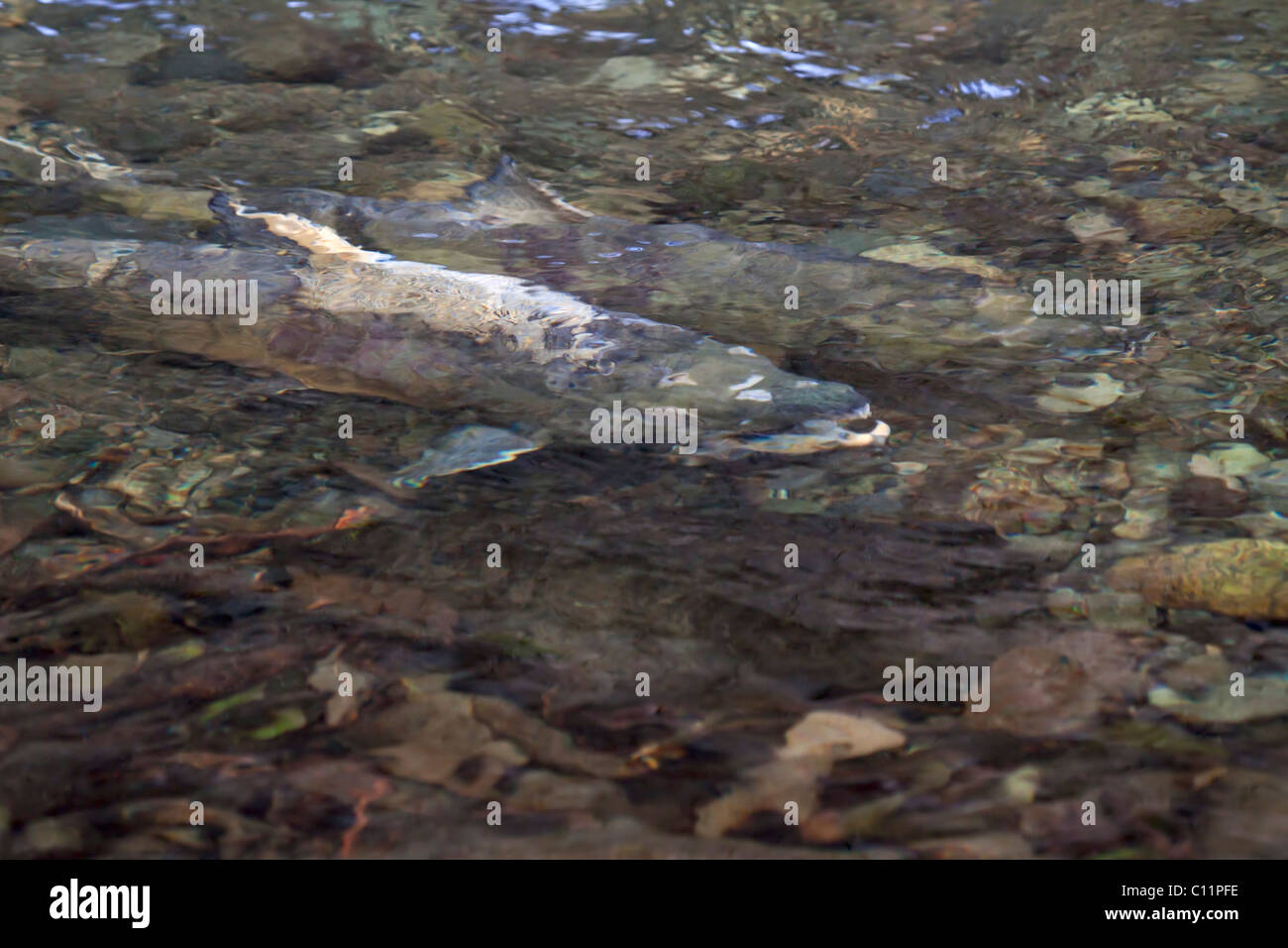 Chum Salmon, Oncorhynchus Keta, die ihren Weg flussaufwärts zum Laichen, Goldstream Park, Vancouver Island, British Columbia, Kanada. Stockfoto