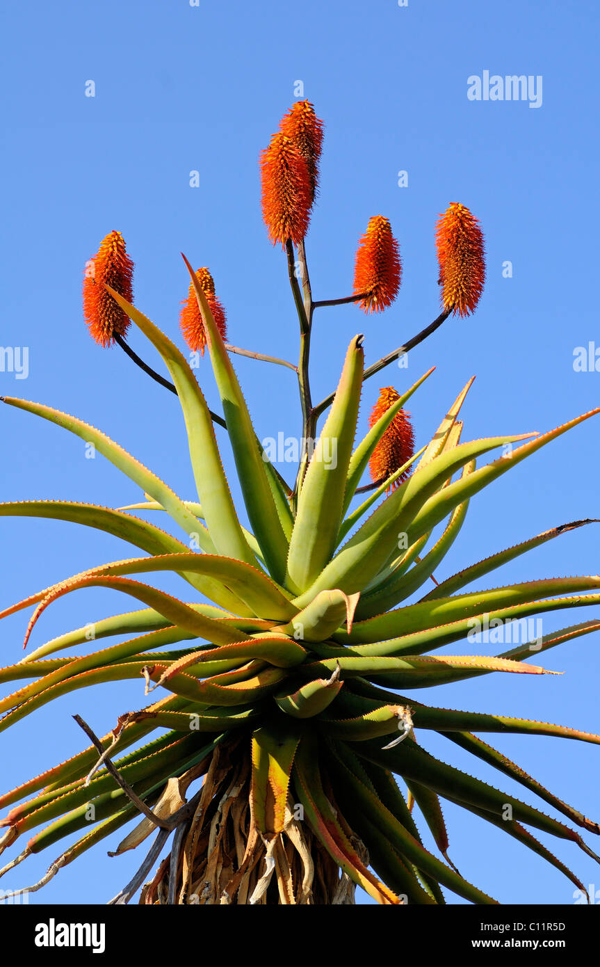 Kap aloe -Fotos und -Bildmaterial in hoher Auflsung  Alamy