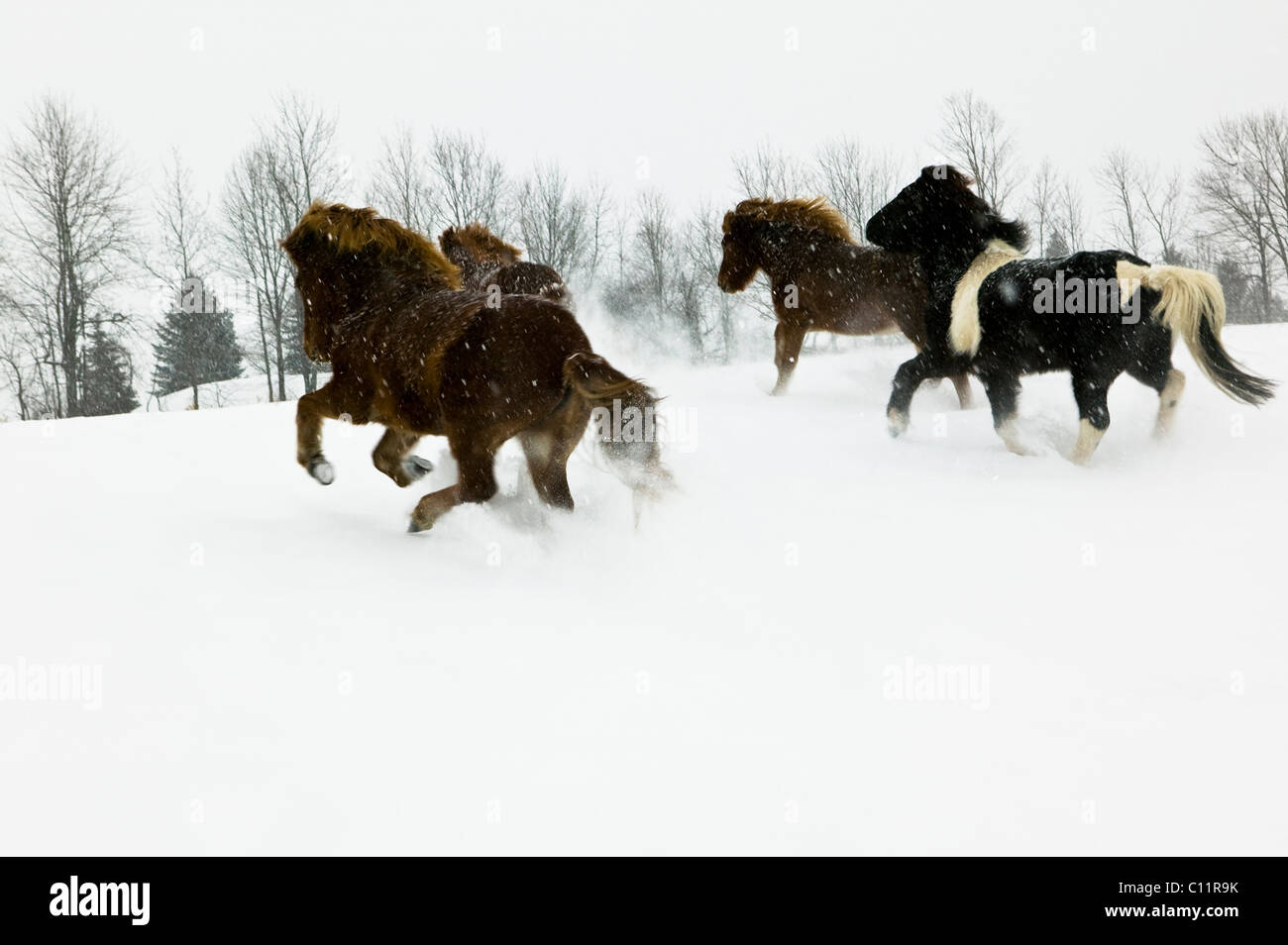 Islandpferde, Bundesstaat New York Stockfoto