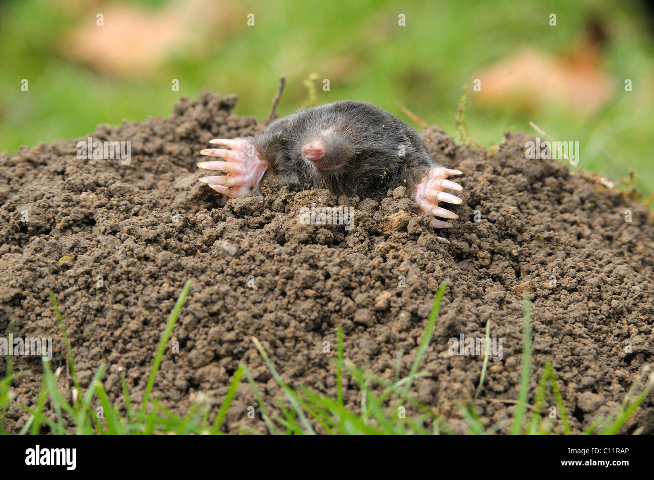 Europäischer Maulwurf (Talpa Europaea) Stockfoto