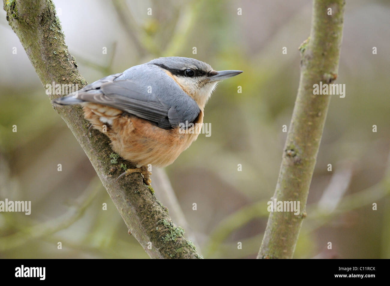 Kleiber (Sitta europaea) Stockfoto