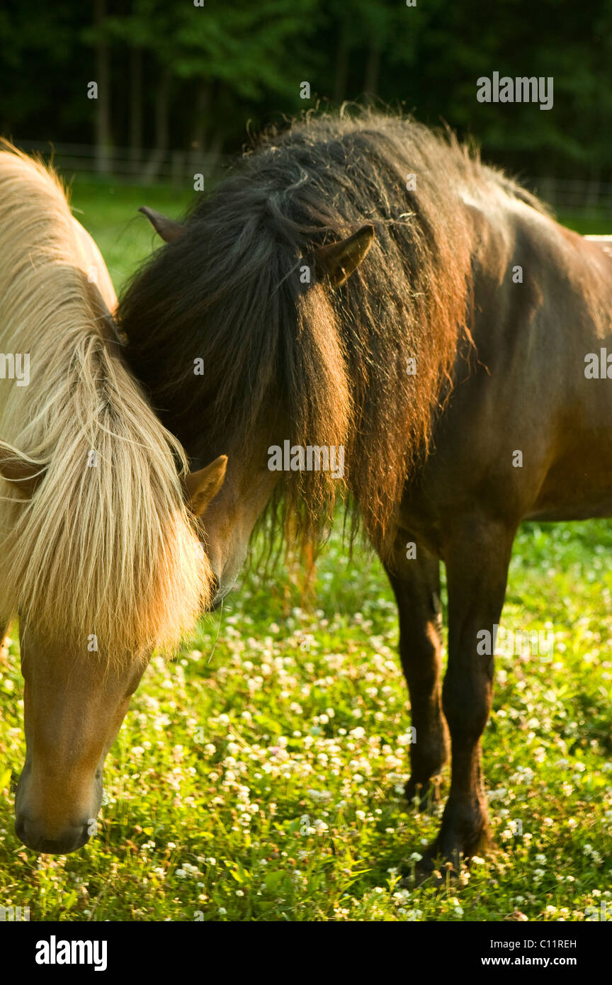 Islandpferd.  Stute und Hengst im Feld Stockfoto