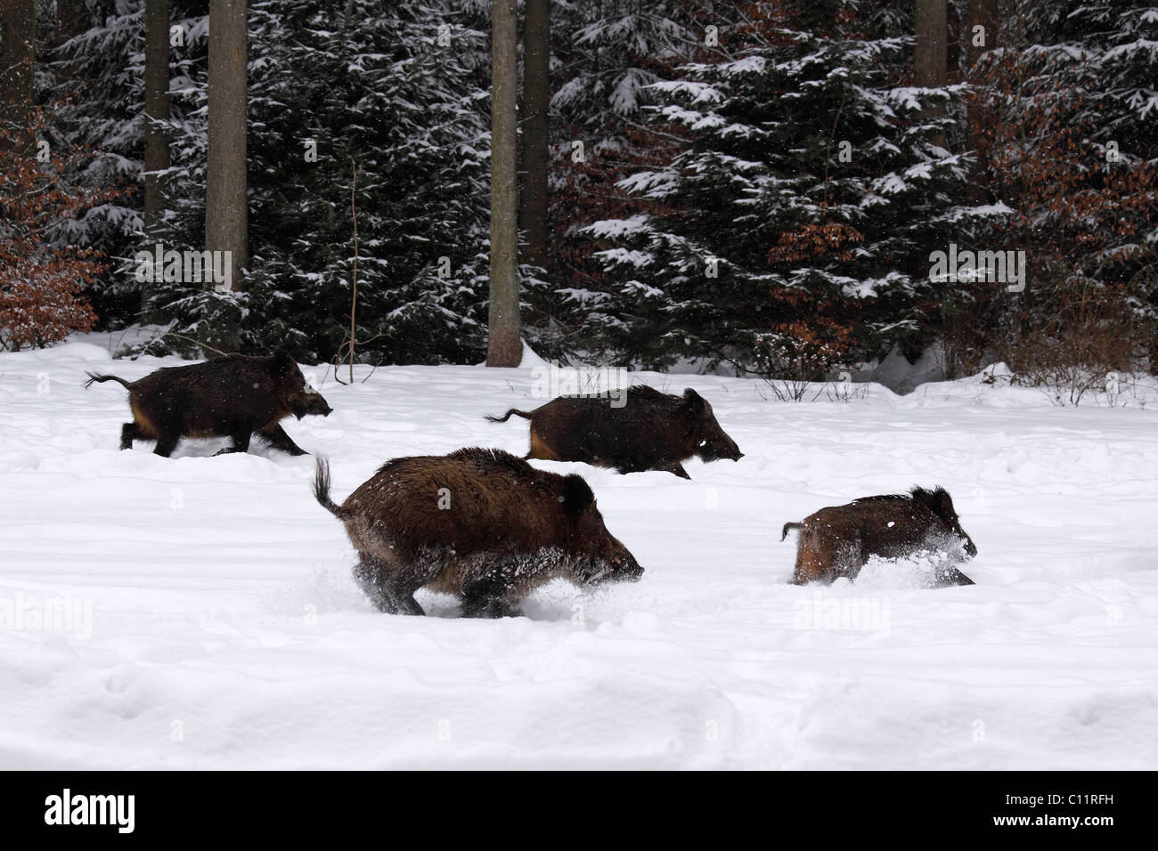 Wildschweine (Sus Scrofa) auf der Flucht in den Wald im Winter durch den Schnee Stockfoto