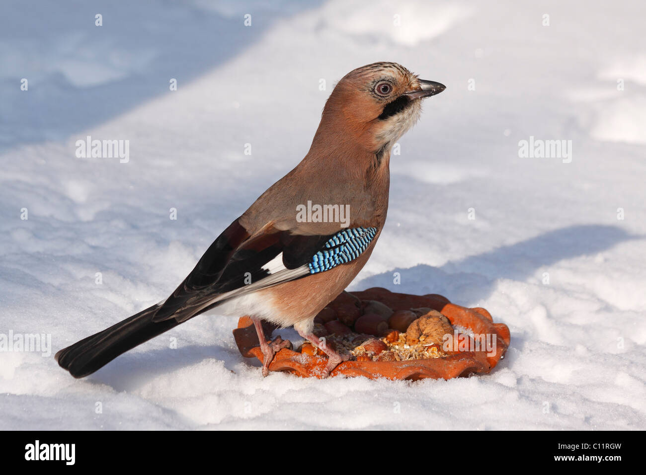 Jay (Garrulus Glandarius) Essen von einem Vogel Fütterung Website im Winter im Schnee Stockfoto