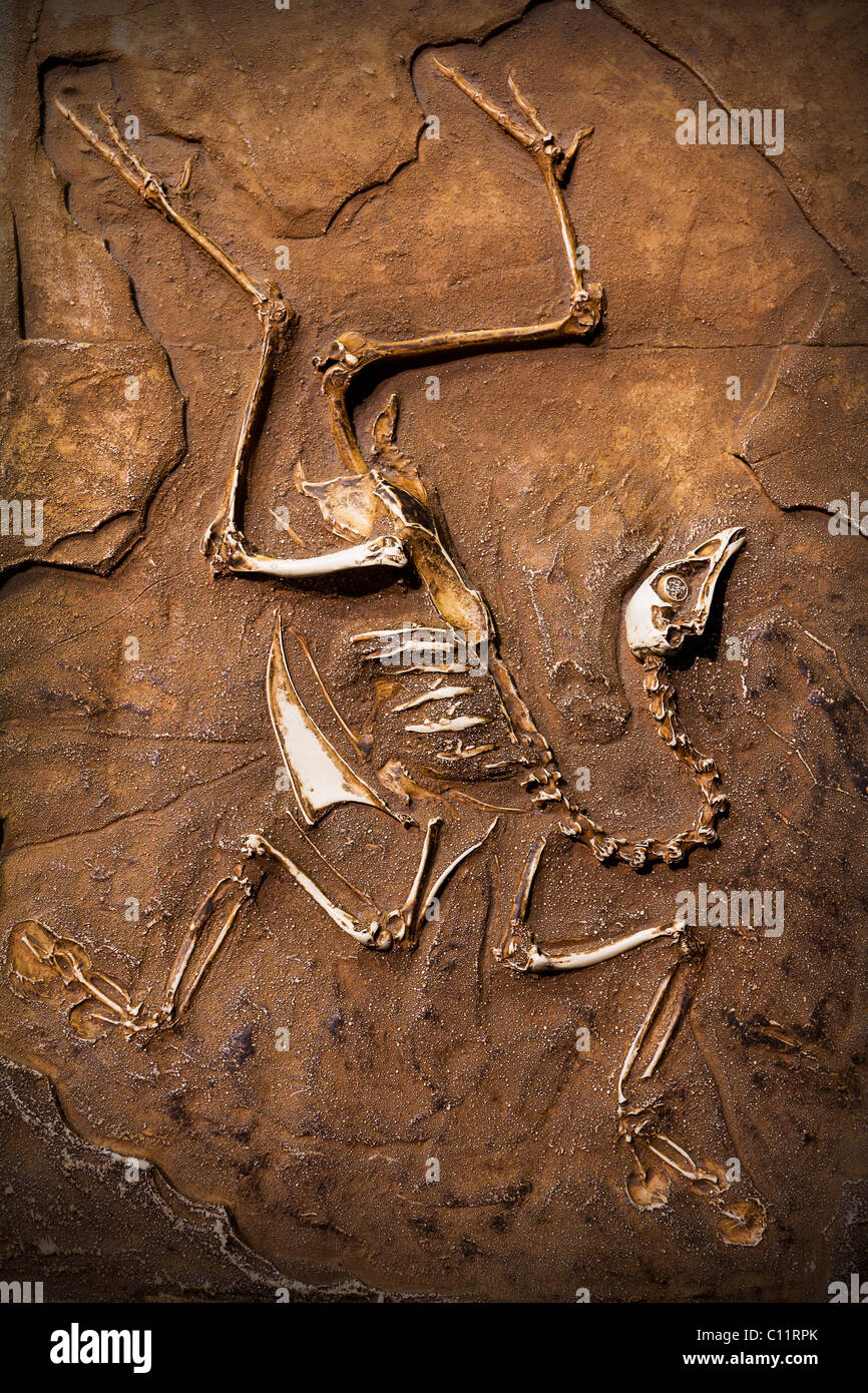 Dinosaurier-Fossil. Stockfoto