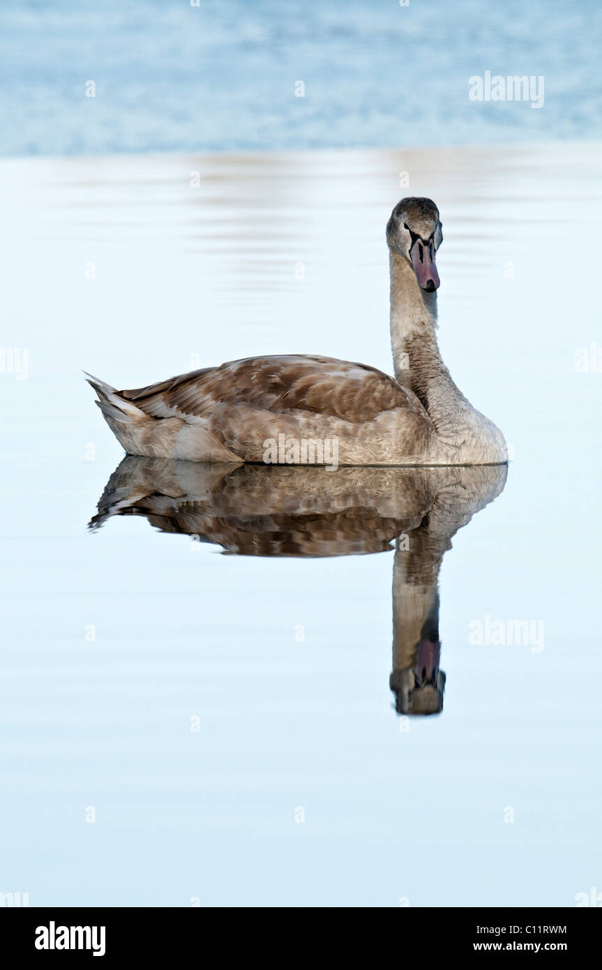 Junge stumme Schwan (Cygnus Olor) Stockfoto