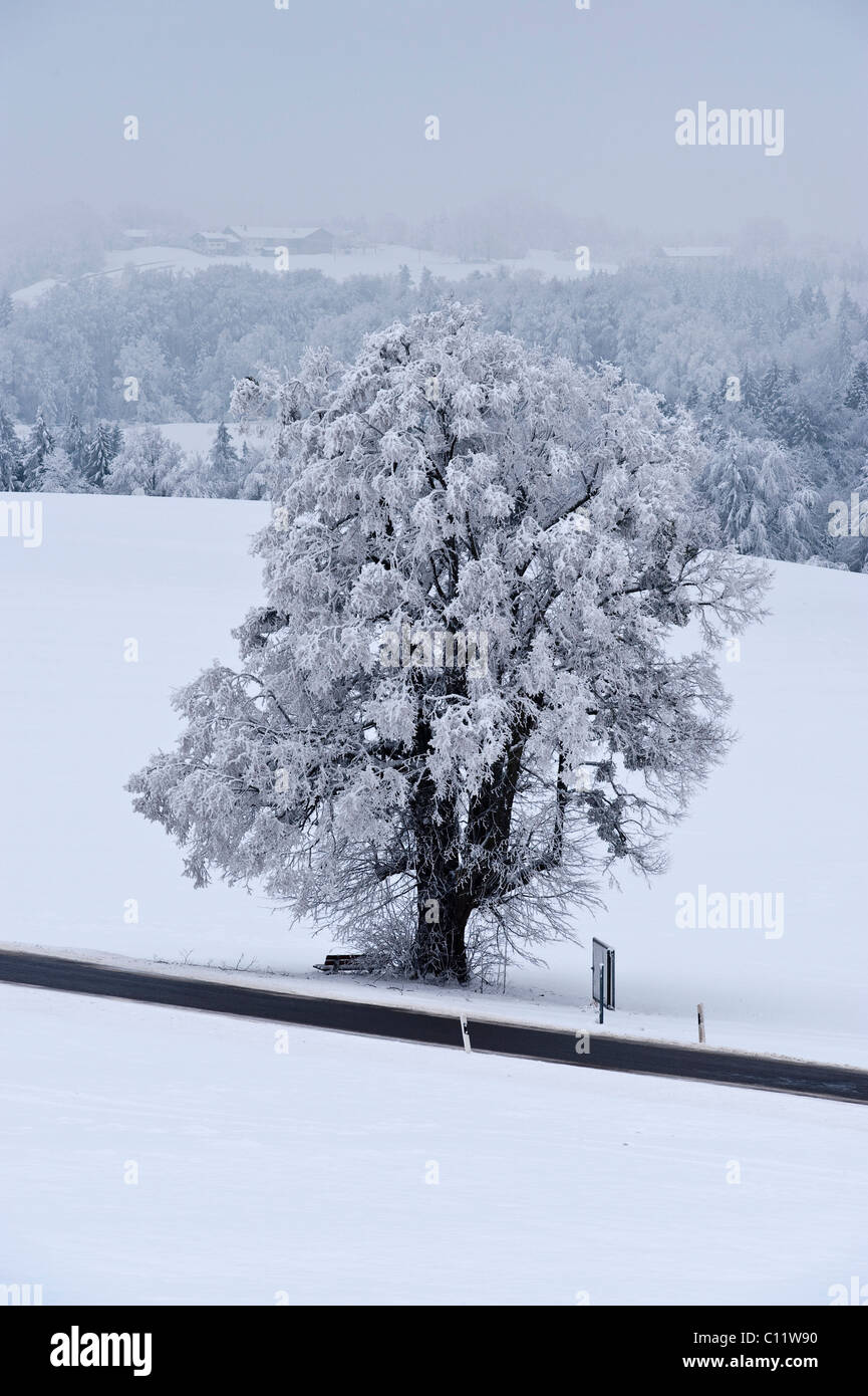 Winterwonderland, Winterlandschaft mit Raureif auf Mt. Irschenberg, Bayern, Deutschland, Europa Stockfoto