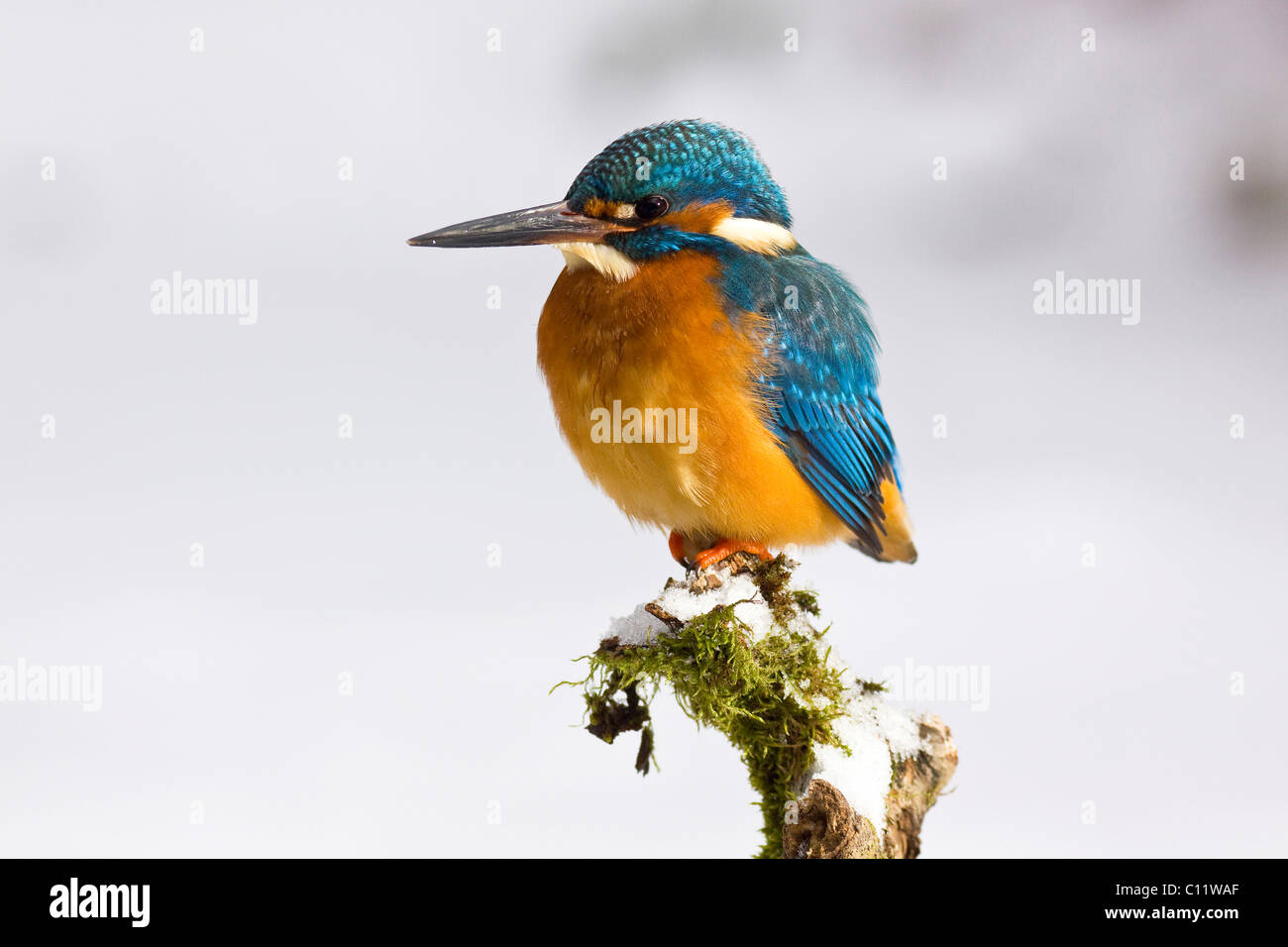 Eisvogel (Alcedo Atthis) im Winter, sitzen auf dem Schnee bedeckt Branch, Deutschland, Europa Stockfoto