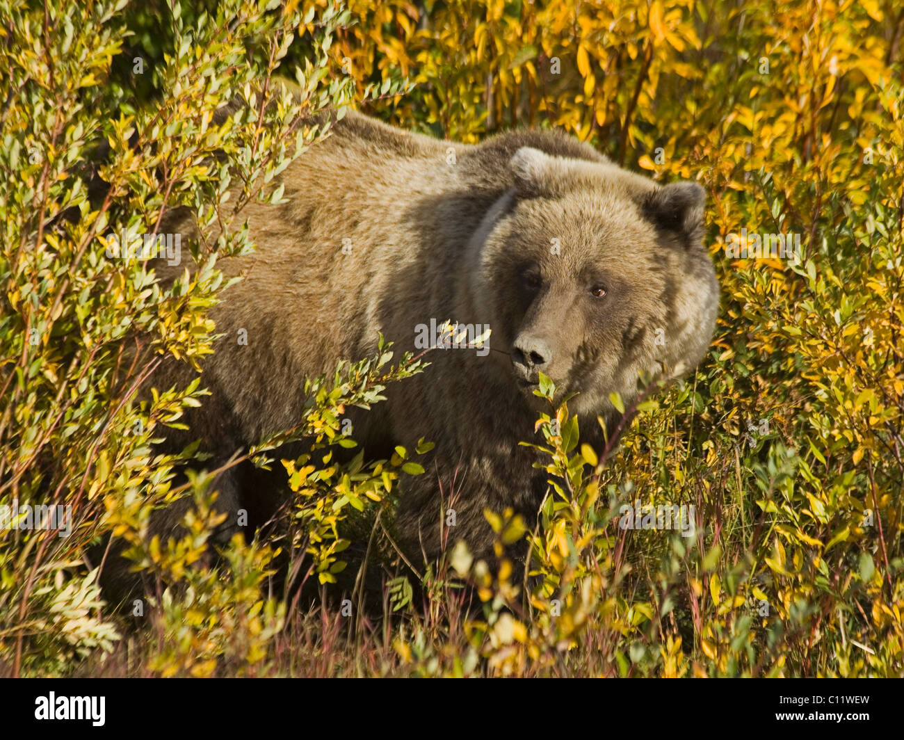Grizzly Bär (Ursus Arctos), in der Nähe von Haines Junction, Indian Summer, Fütterung verlässt in Herbstfarben Stockfoto