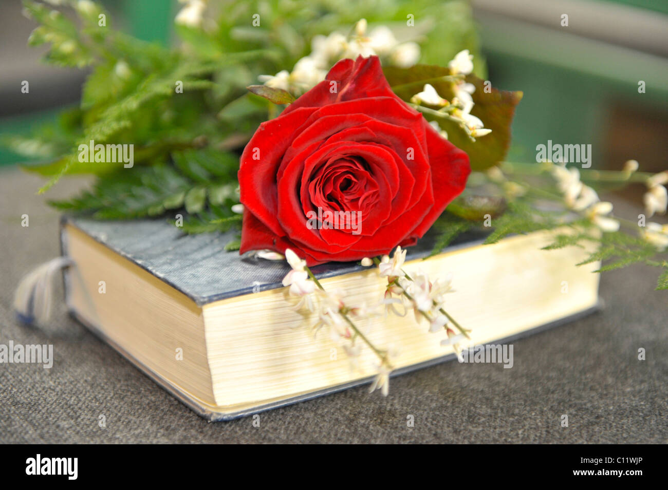 Rose auf einem Gesangbuch liegend Stockfotografie - Alamy