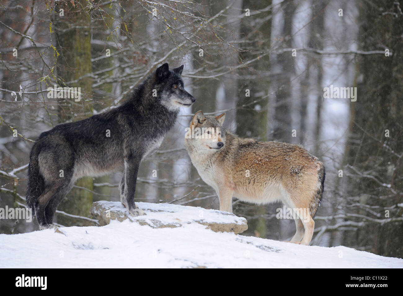 Mackenzie Tal Wolf, Alaskan Tundra Wolf oder kanadischen Timber Wolf (Canis Lupus Occidentalis), zwei Wölfe im Schnee Stockfoto