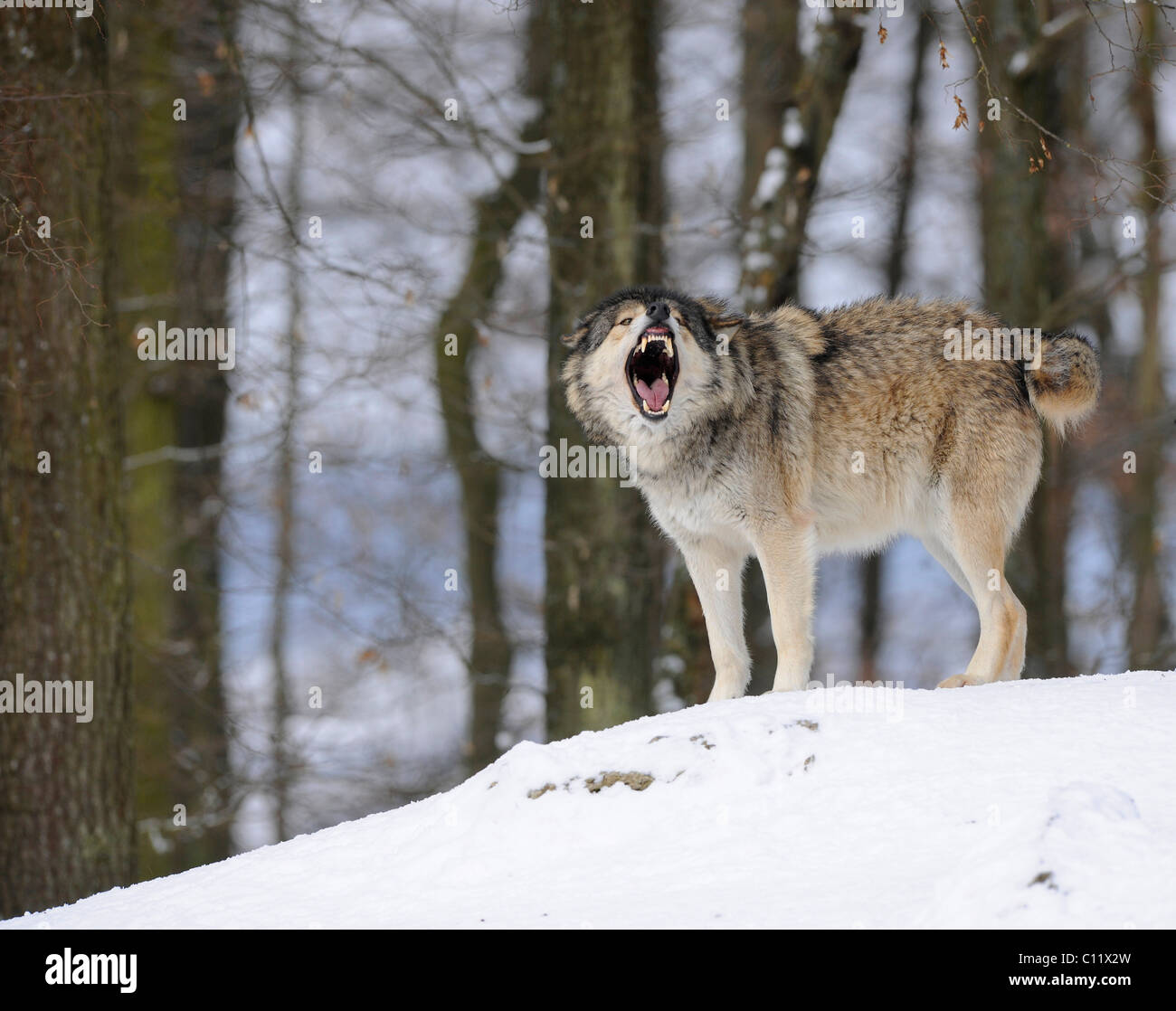 Mackenzie Tal Wolf, Alaskan Tundra Wolf oder kanadischen Timber Wolf (Canis Lupus Occidentalis) in den Schnee, der Rudelführer Stockfoto