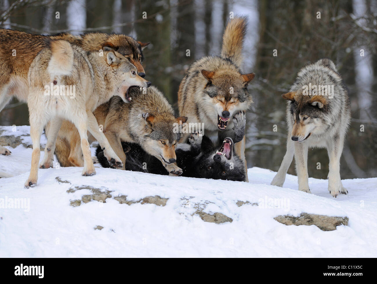 Verweis von einem niedrigeren Rang Wolf durch ein Alpha von der Packung, kämpfen, Mackenzie Wolf, Alaskan Tundra Wolf oder kanadische Timberwolf Stockfoto