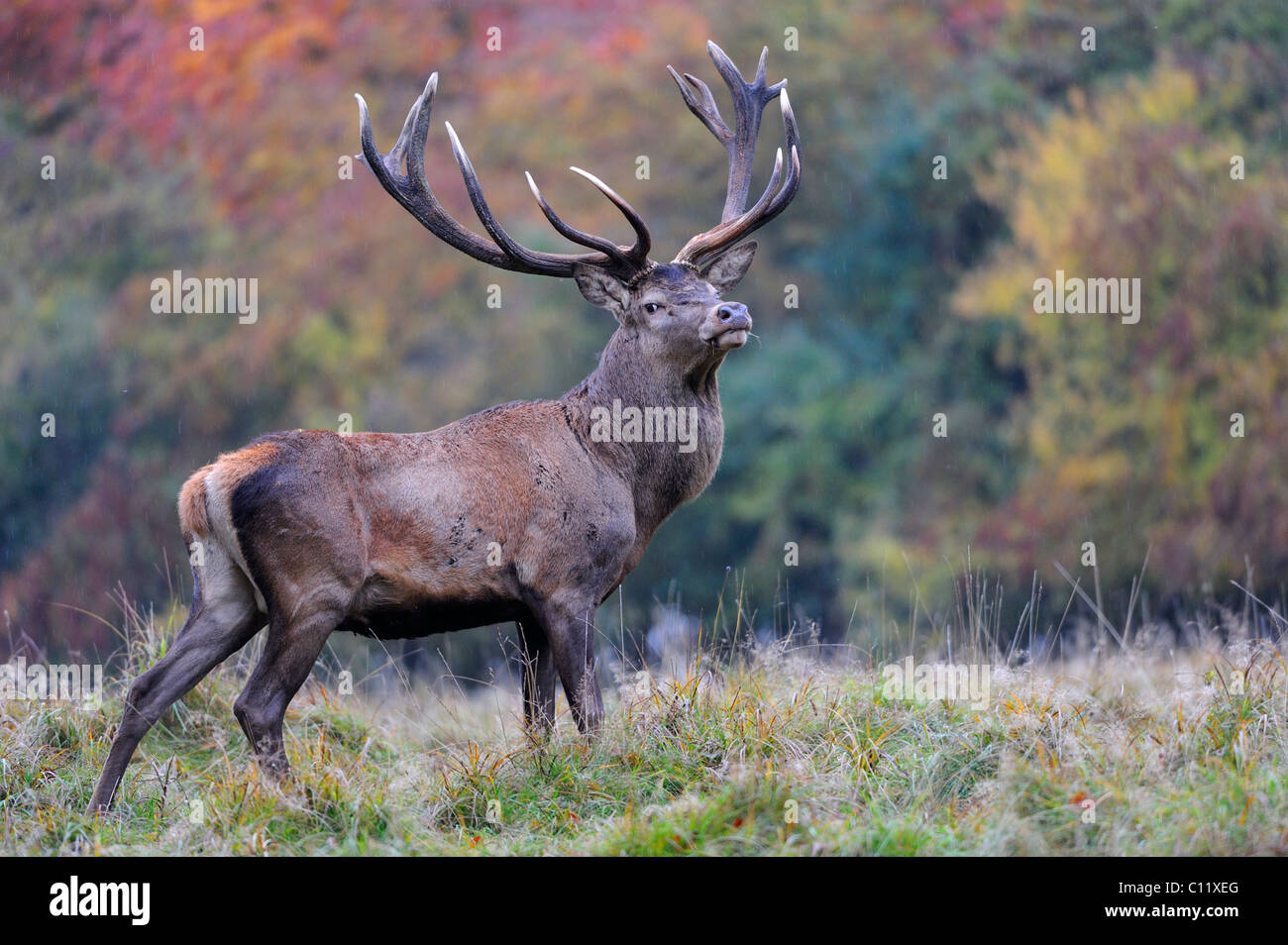 Rothirsch (Cervus Elaphus), stattlichen Hirsch im Regen im Herbst, Jægersborg Dyrehave Deer park, Dänemark, Skandinavien, Europa Stockfoto